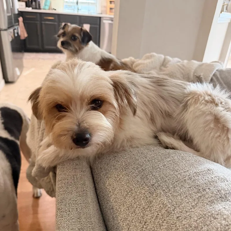 An adult small-sized male White / Cream Norfolk Terrier dog named Henry for adoption in Montgomery, TX