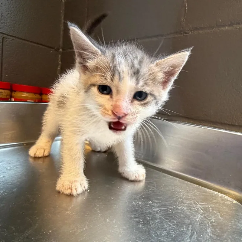 A baby small-sized male White Domestic Short Hair cat named Quill for adoption in Tuscaloosa, AL