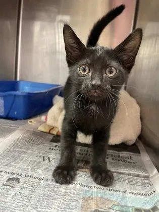 A baby small-sized male Domestic Short Hair cat named Drizzle for adoption in Houston, TX