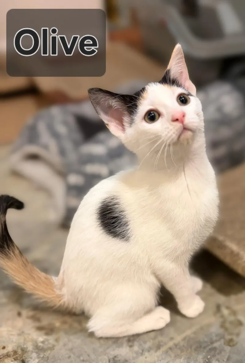 A baby medium-sized female Domestic Short Hair cat named Olive for adoption in Jeffersonville, IN