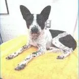 An adult medium-sized male Black Australian Cattle Dog / Blue Heeler dog named Pickles for adoption in Buellton, CA