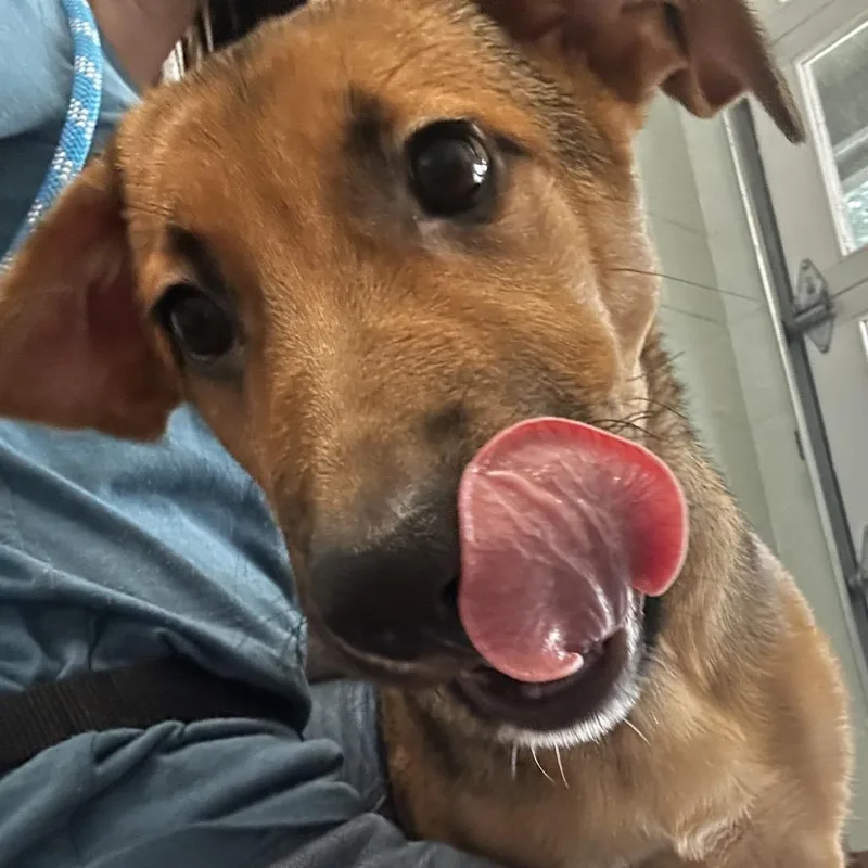A baby medium-sized female Brown / Chocolate Mixed Breed dog named Leia for adoption in Asheville, NC
