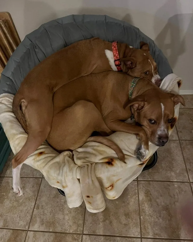 Maple & Pixie thumbnail 4