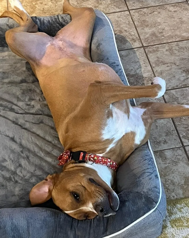 Maple & Pixie thumbnail 5