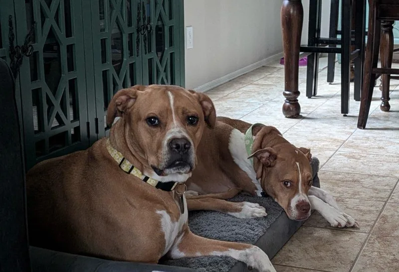 Maple & Pixie thumbnail 6