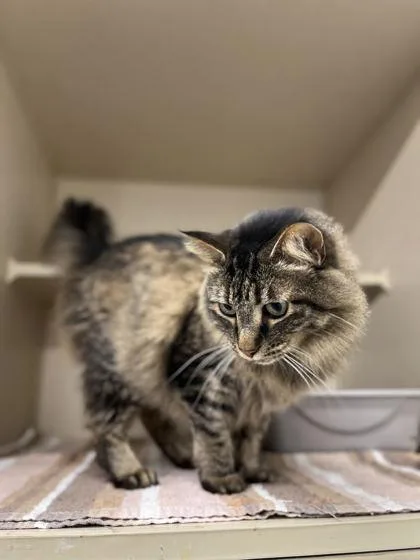 An adult medium-sized female Domestic Medium Hair cat named Phoenix for adoption in Humboldt, IA