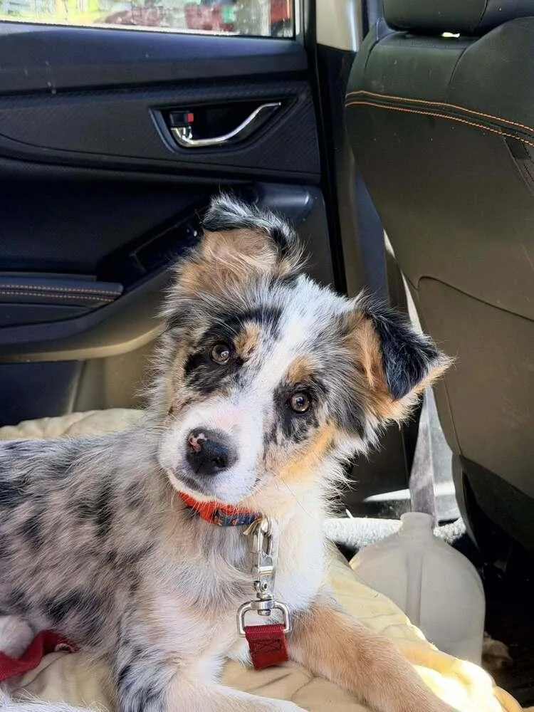 A baby small-sized female Australian Shepherd dog named Kindness for adoption in Troy, VA
