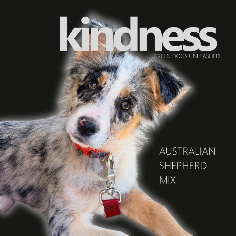Kindness thumbnail 3
