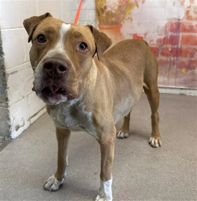 A young medium-sized female Pit Bull Terrier dog named Credence for adoption in San Bernardino, CA