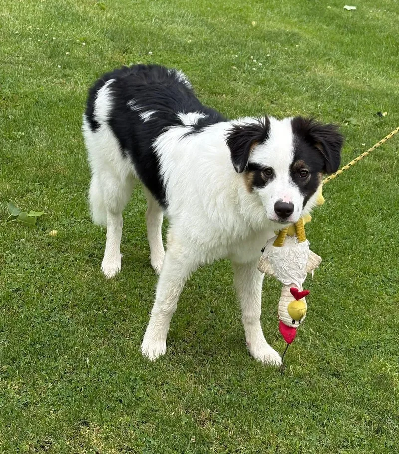 A baby large-sized male Tricolor (Brown, Black, & White) Great Pyrenees dog named Tucker for adoption in Vandergrift, PA