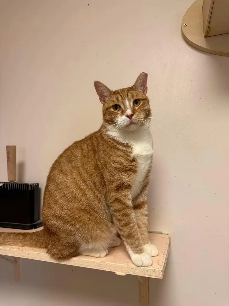 An adult medium-sized male Orange & White Domestic Short Hair cat named Garfield for adoption in Freeport, NY