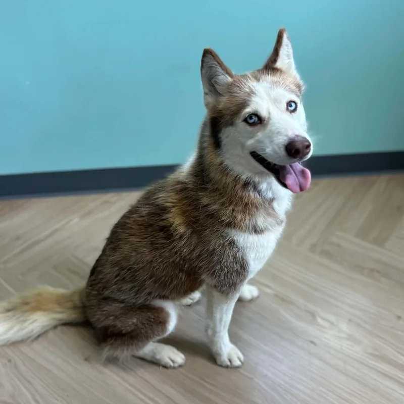 Aleu