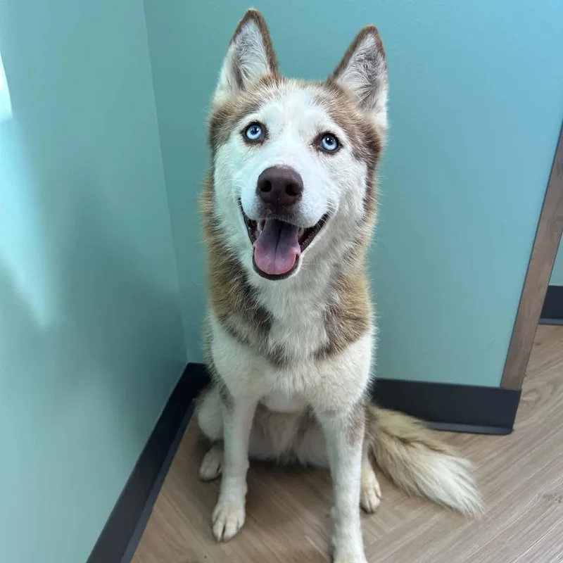 Aleu thumbnail 2