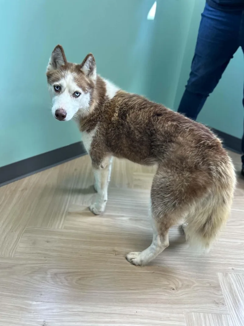 Aleu thumbnail 3