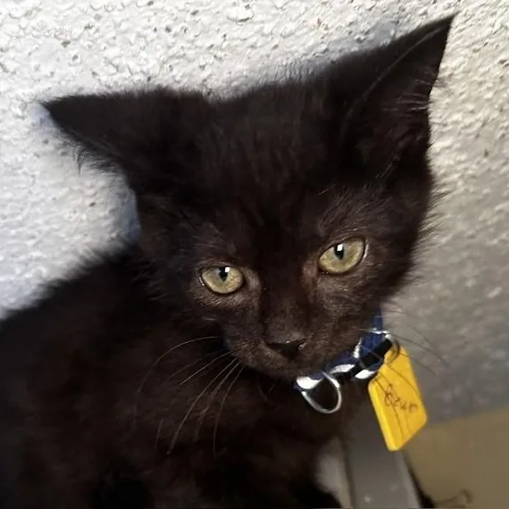 A baby medium-sized male Black Domestic Short Hair cat named Bear Fun and for adoption in Hoquiam, WA