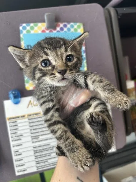 A baby small-sized male Domestic Short Hair cat named Peeta for adoption in Salt Lake City, UT