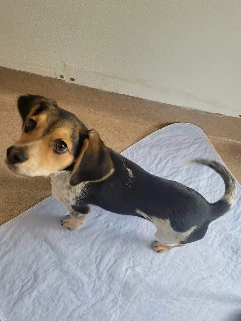 A baby small-sized male Tricolor (Brown, Black, & White) Beagle dog named Cedar for adoption in Chambersburg, PA