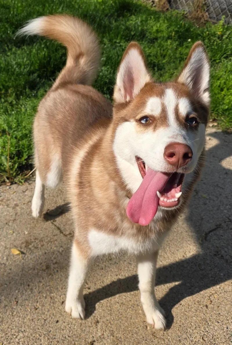 A young large-sized female Husky dog named Bella for adoption in Oxford, MI