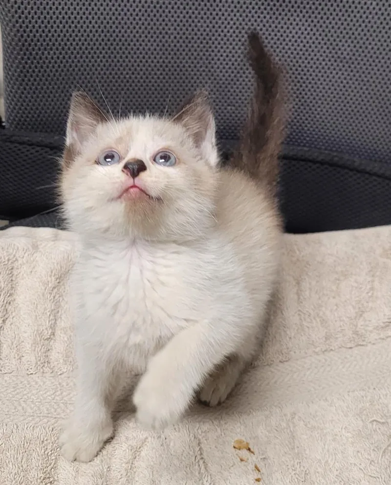 A baby small-sized male Domestic Short Hair cat named Tate for adoption in Hopkinsville, KY