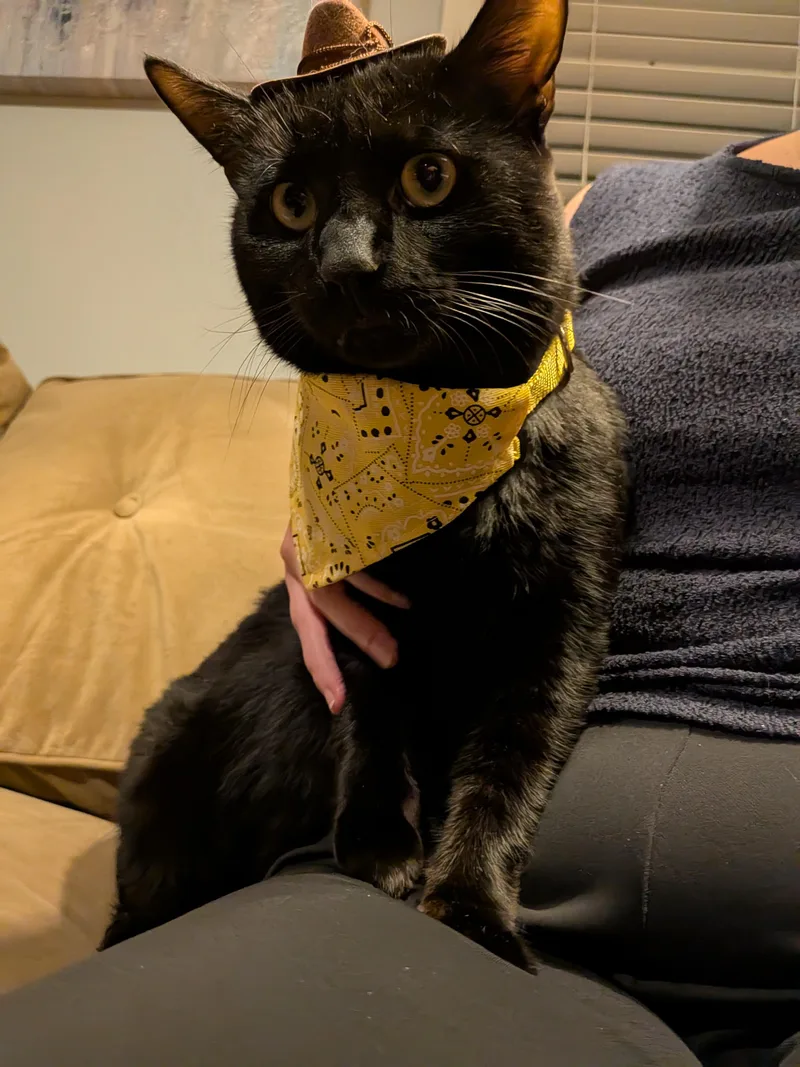 An adult medium-sized male Black Domestic Short Hair cat named Bartholomeow for adoption in Alexandria, VA