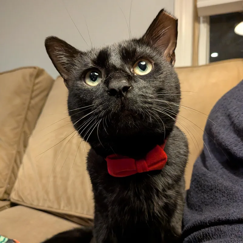 Bartholomeow thumbnail 4