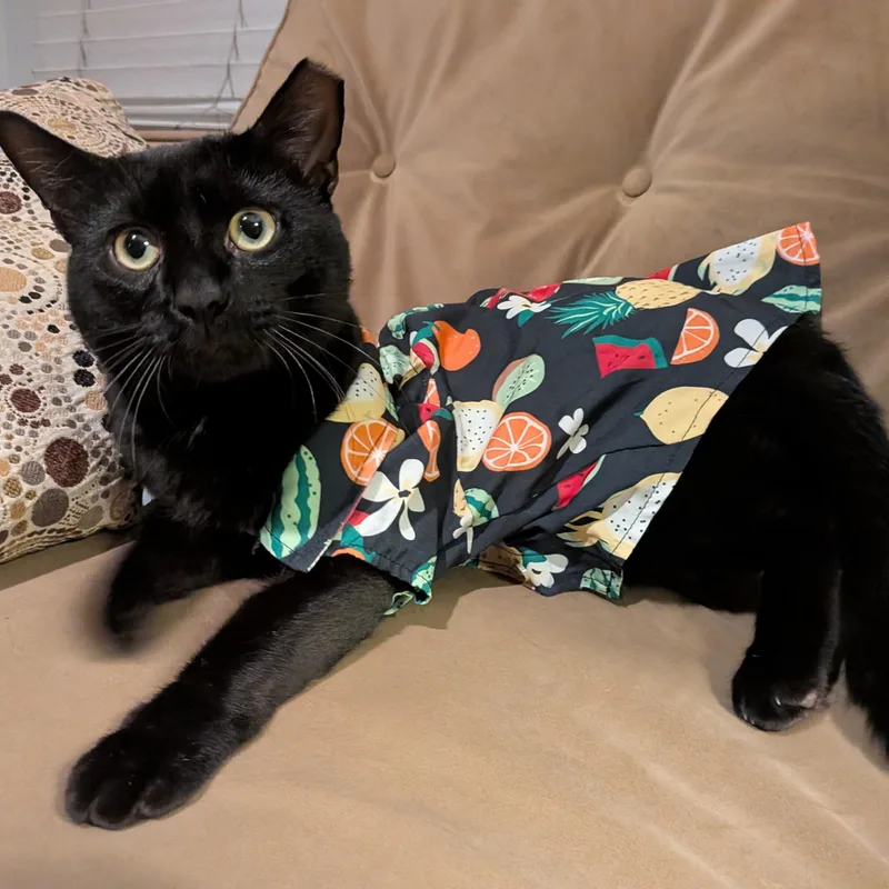 Bartholomeow thumbnail 5