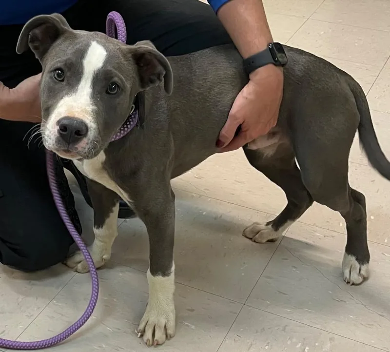 A baby medium-sized male Terrier dog named Alfie for adoption in Burnsville, NC