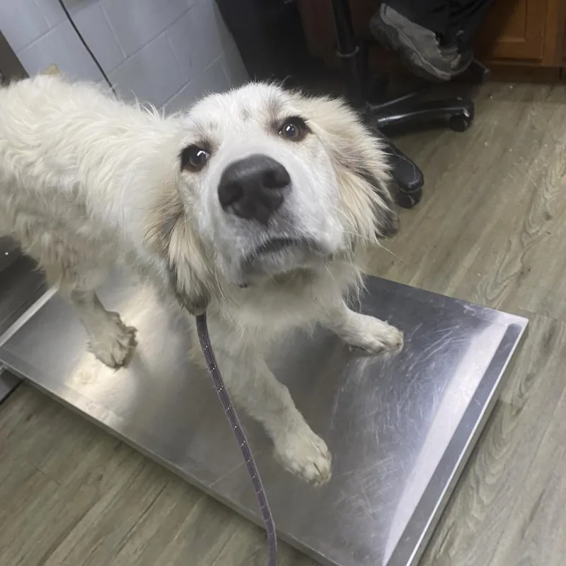 An adult medium-sized male White / Cream Great Pyrenees dog named Bill for adoption in Summerville, SC