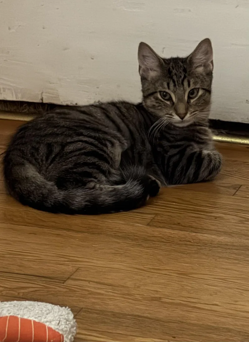 A baby medium-sized male Tabby (Brown / Chocolate) Domestic Short Hair cat named Eowyn for adoption in Lemoyne, PA