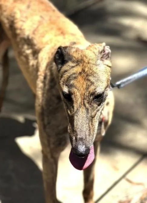 An adult large-sized female Greyhound dog named Scout for adoption in Tarpon Springs, FL