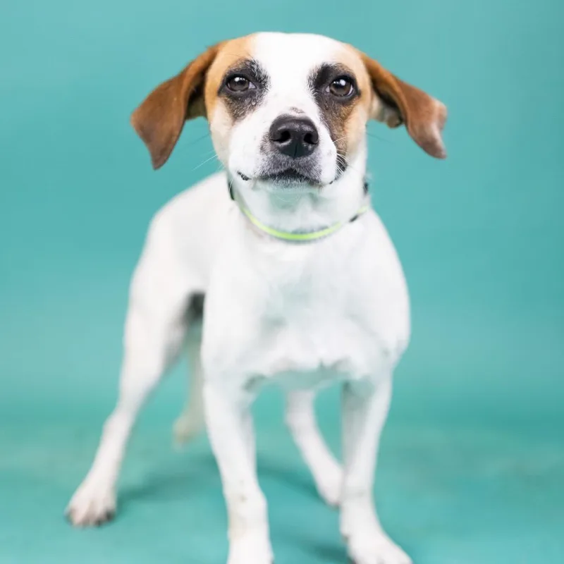 A young small-sized male Brown / Chocolate Mixed Breed dog named Cowboy for adoption in Portland, OR