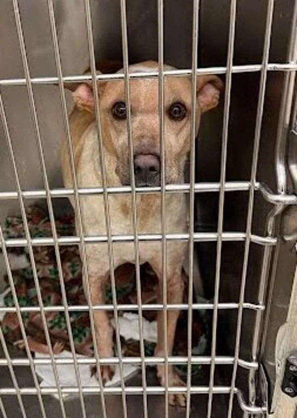 An adult large-sized male Australian Cattle Dog / Blue Heeler dog named Buddy for adoption in Austin, TX