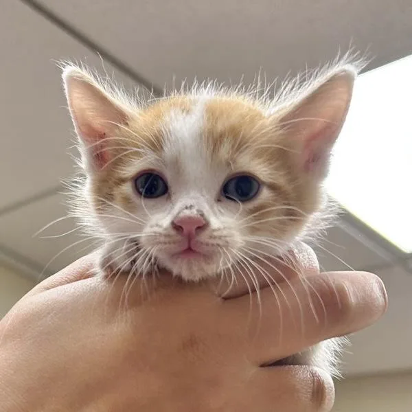 A baby small-sized male Domestic Short Hair cat named Sebastian for adoption in Oakland, CA