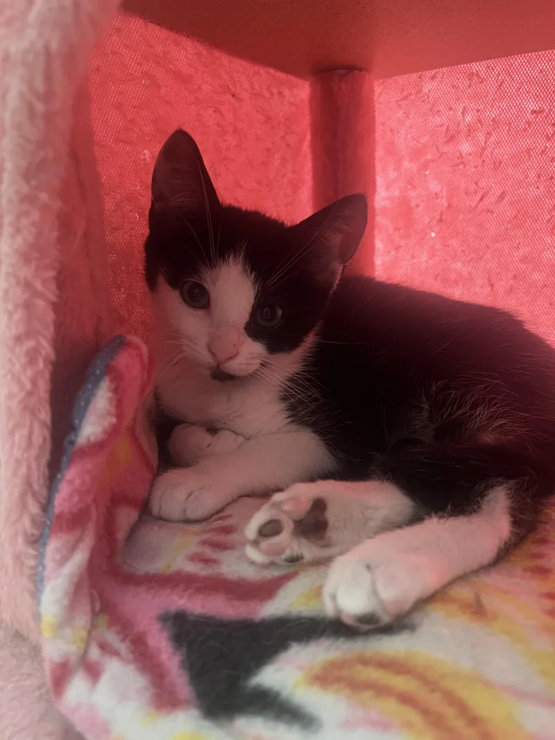 A baby small-sized male Black & White / Tuxedo American Shorthair cat named Cosmo for adoption in North Chesterfield, VA