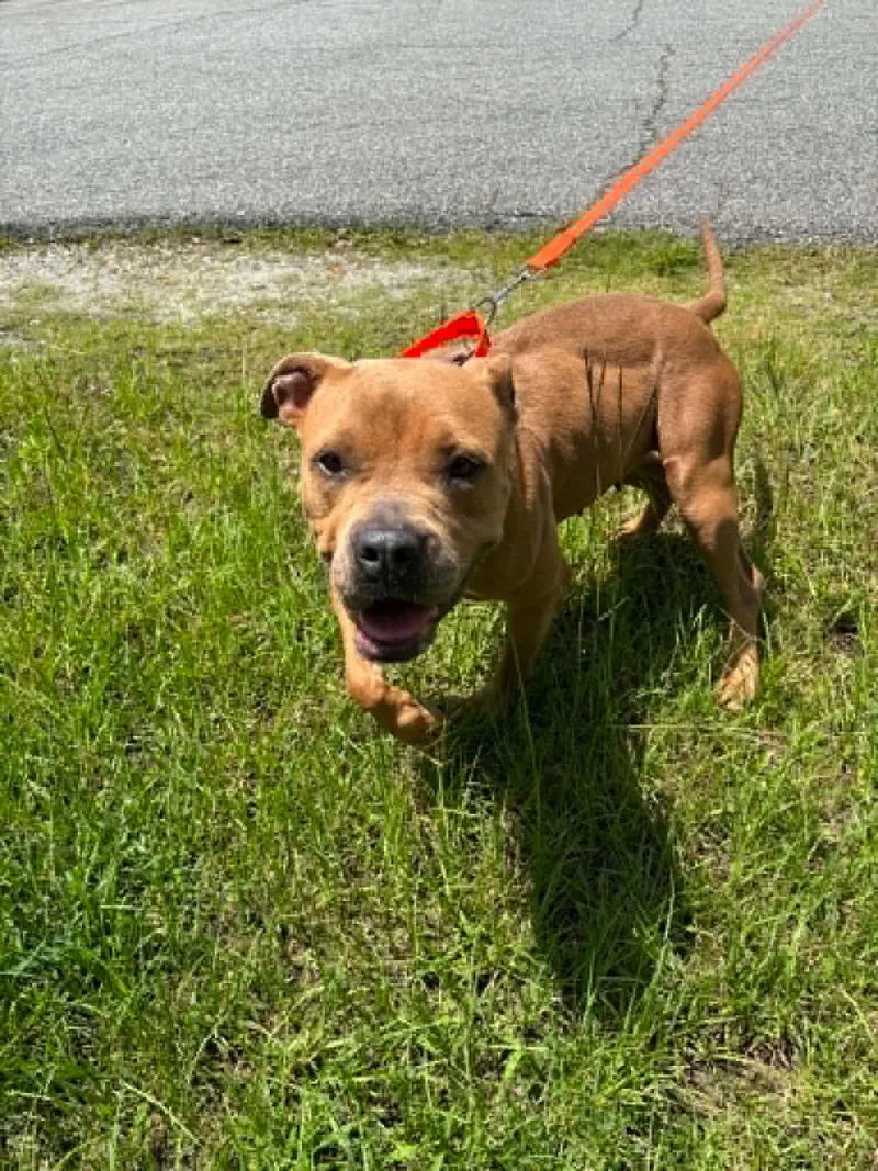 An adult medium-sized female Pit Bull Terrier dog named Lissa for adoption in Gainesville, VA