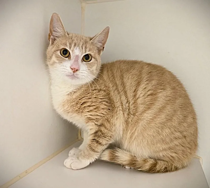 A young small-sized male Domestic Short Hair cat named Sunkist for adoption in Texas City, TX