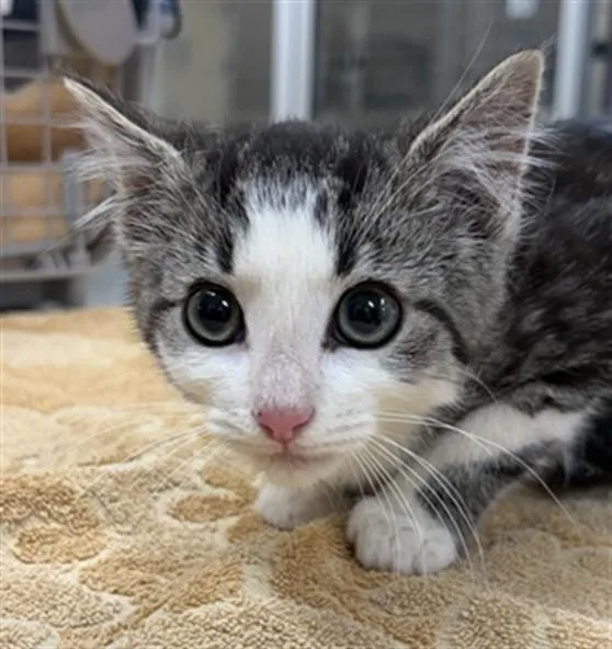 A baby small-sized female Domestic Short Hair cat named Thresher for adoption in Aliquippa, PA