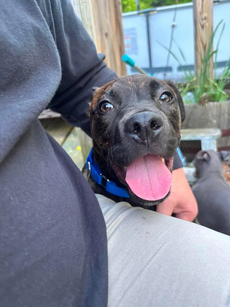 A baby large-sized male Mixed Breed dog named Tanner for adoption in Griswold, CT
