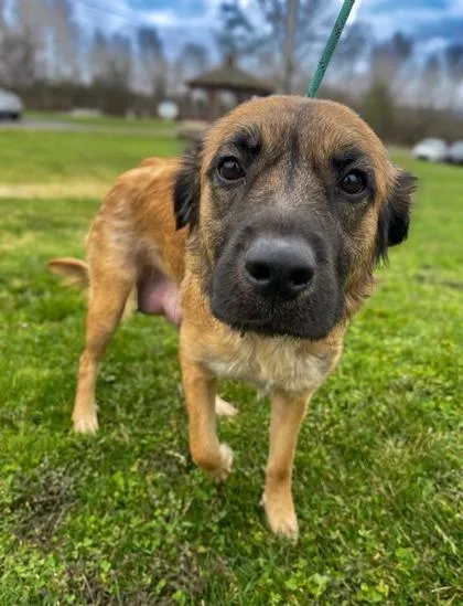 An adult large-sized female Mixed Breed dog named Scarlett for adoption in Clarks Summit, PA