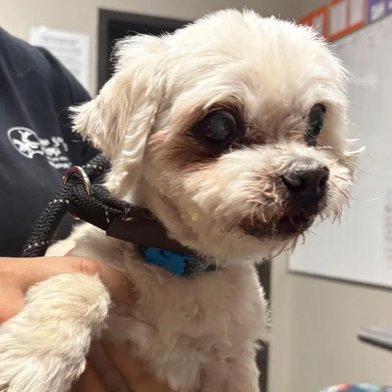 A senior small-sized male White / Cream Poodle dog named Romeo for adoption in Yuma, AZ