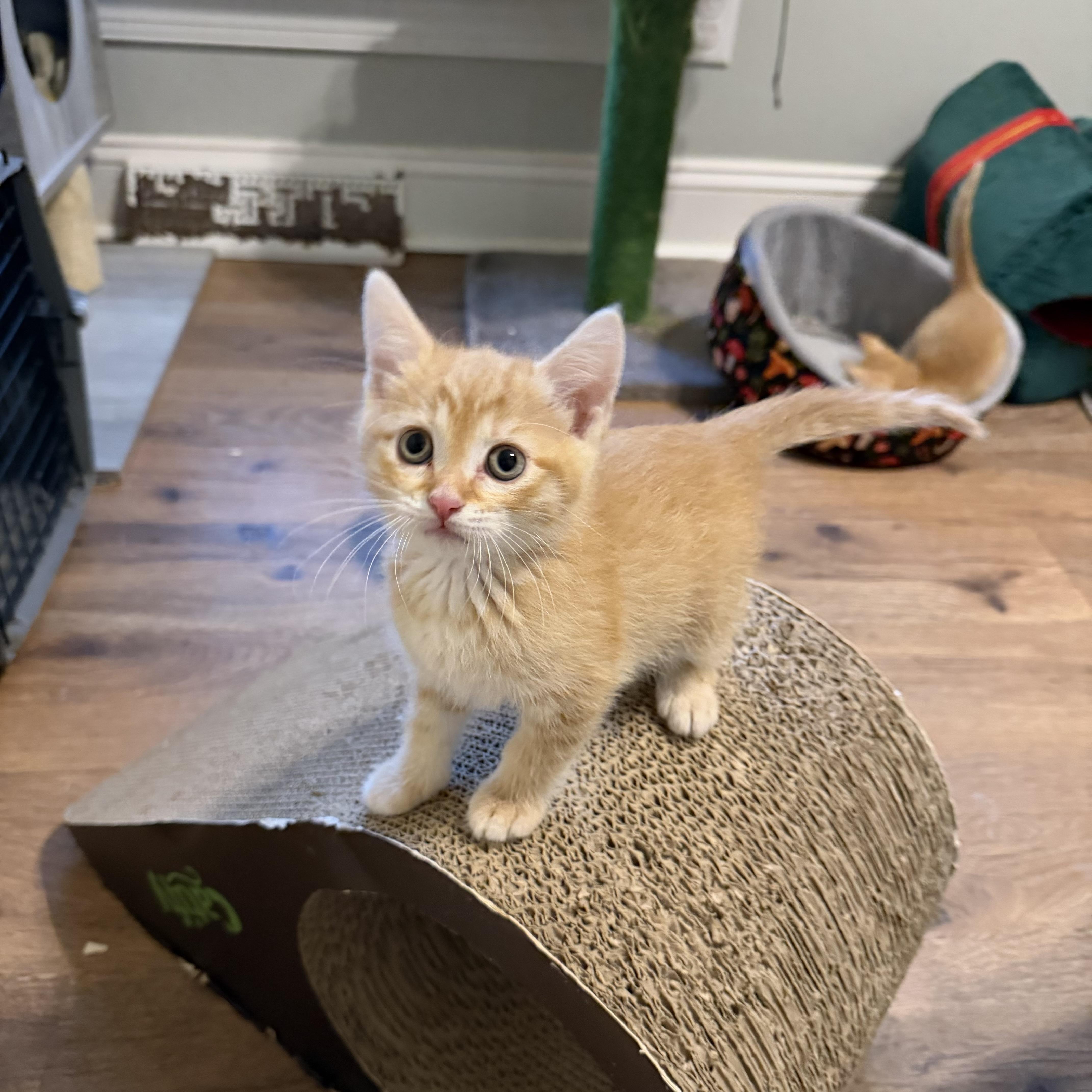 A baby medium-sized female Orange & White Domestic Short Hair cat named Peaches for adoption in Seneca, SC