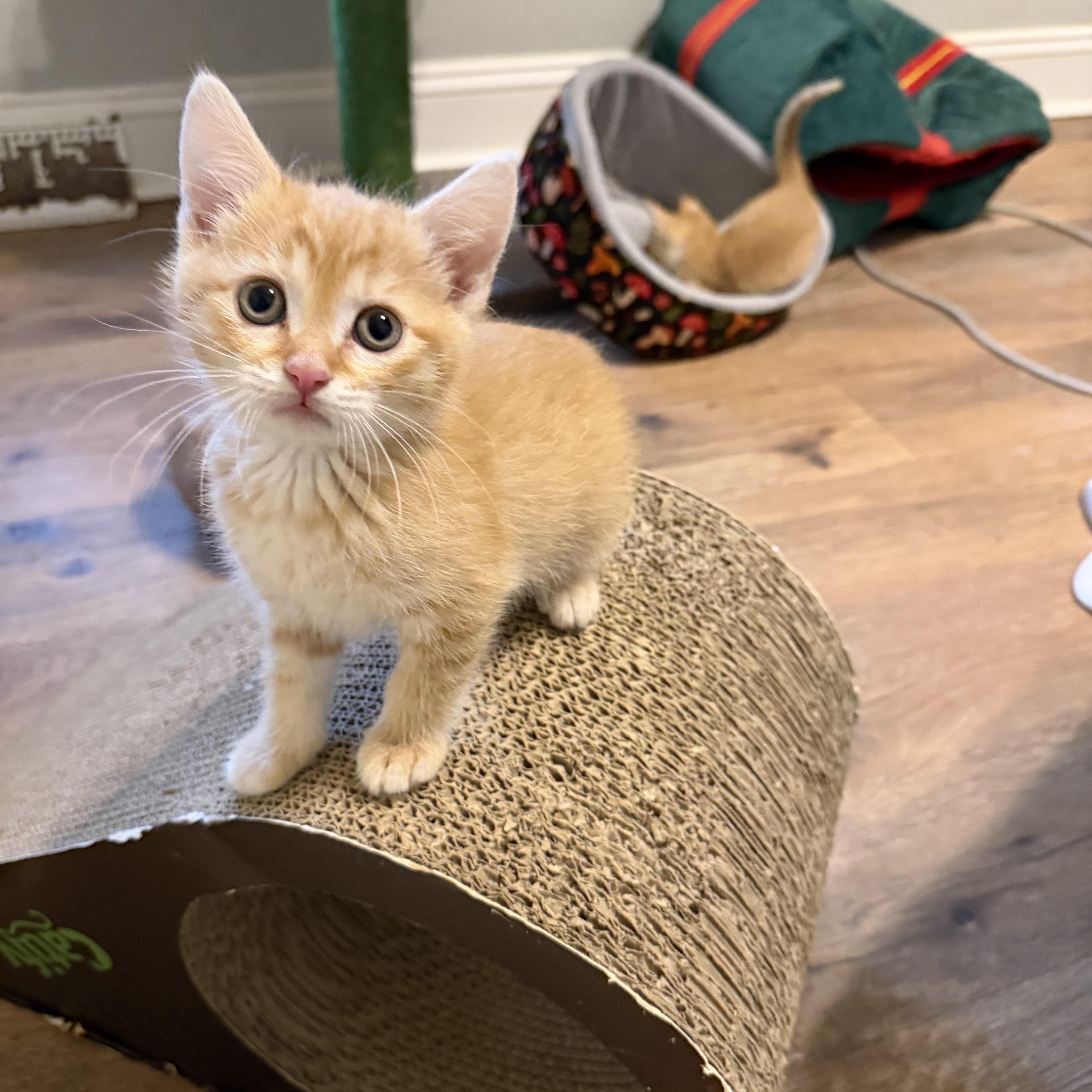 Peaches thumbnail 2
