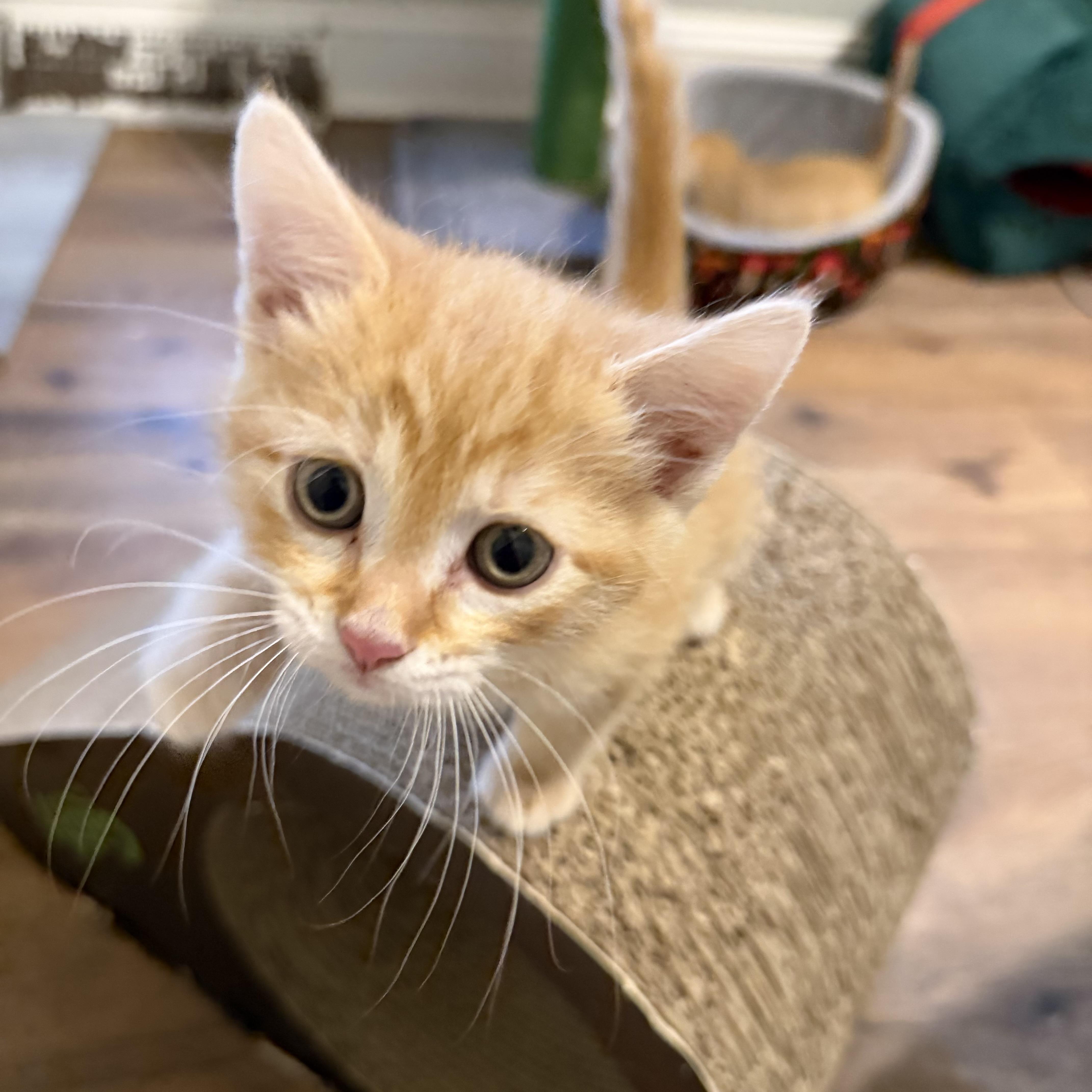 Peaches thumbnail 3