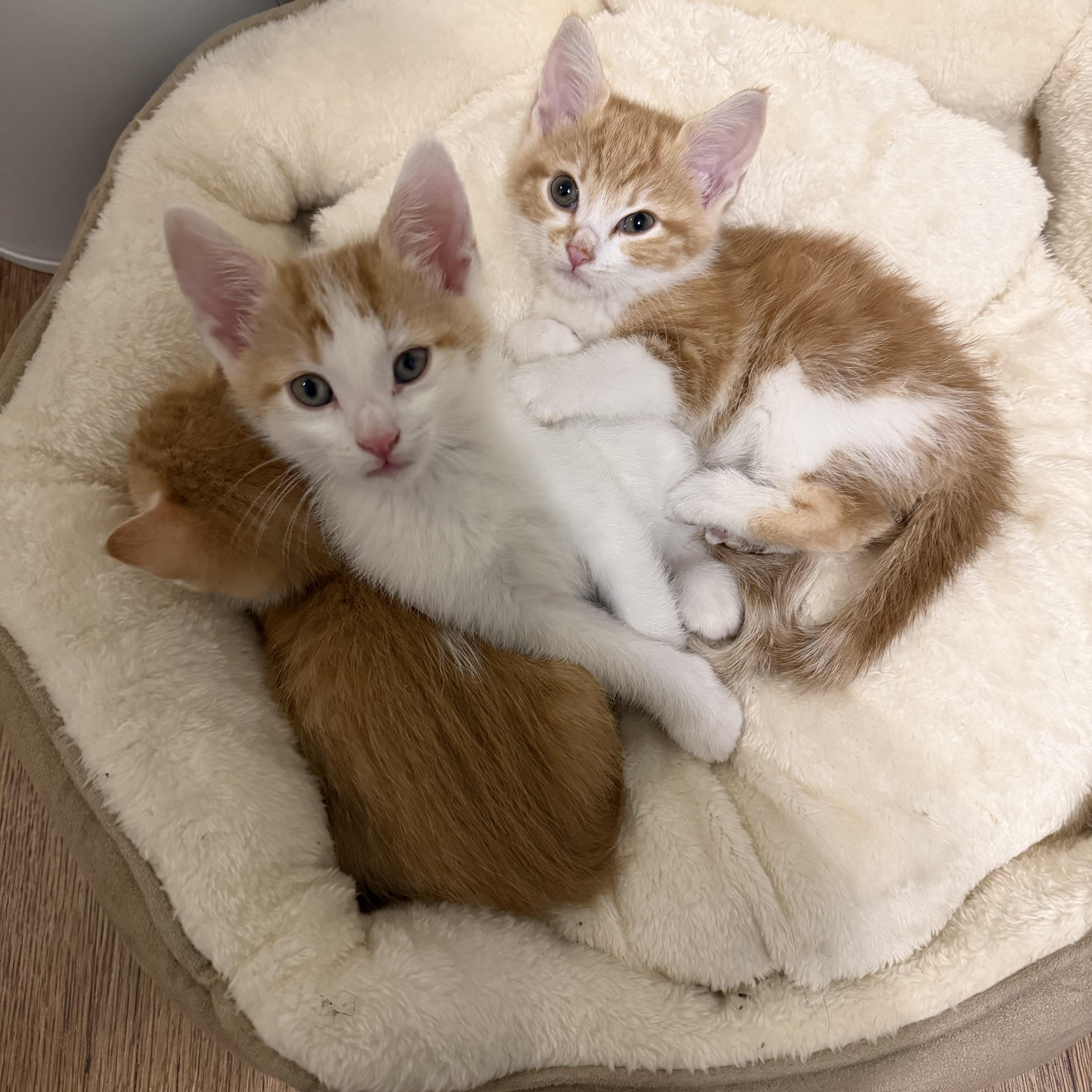 Peaches thumbnail 4