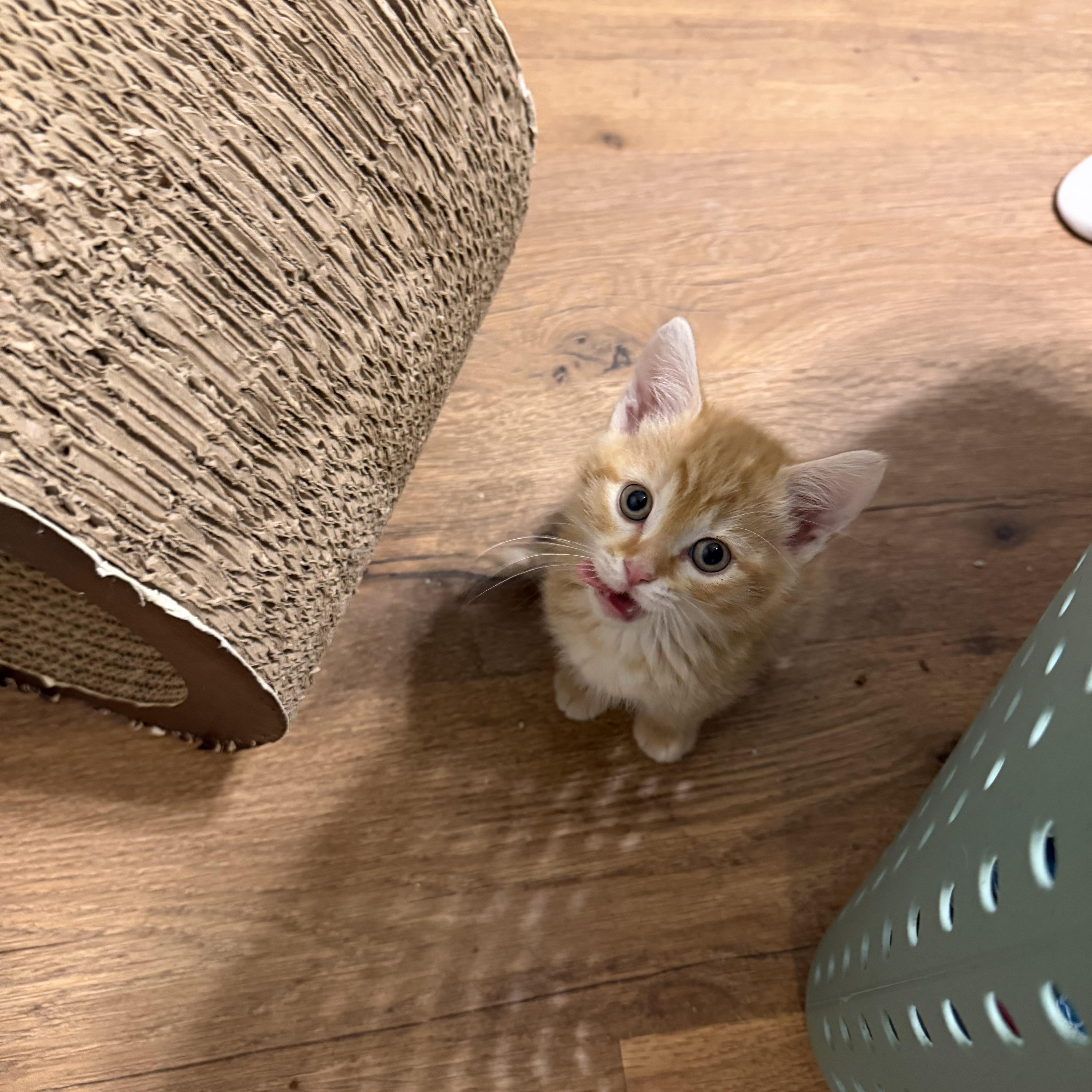 Peaches thumbnail 5