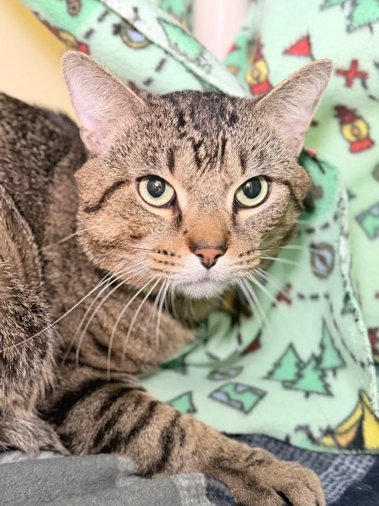 An adult medium-sized male Domestic Short Hair cat named Zyrtec for adoption in Menomonie, WI