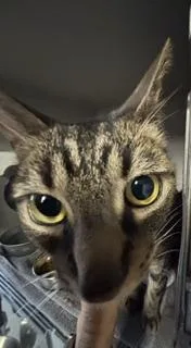 An adult medium-sized male Tabby (Brown / Chocolate) Tabby cat named Oyster for adoption in Phoenix, AZ