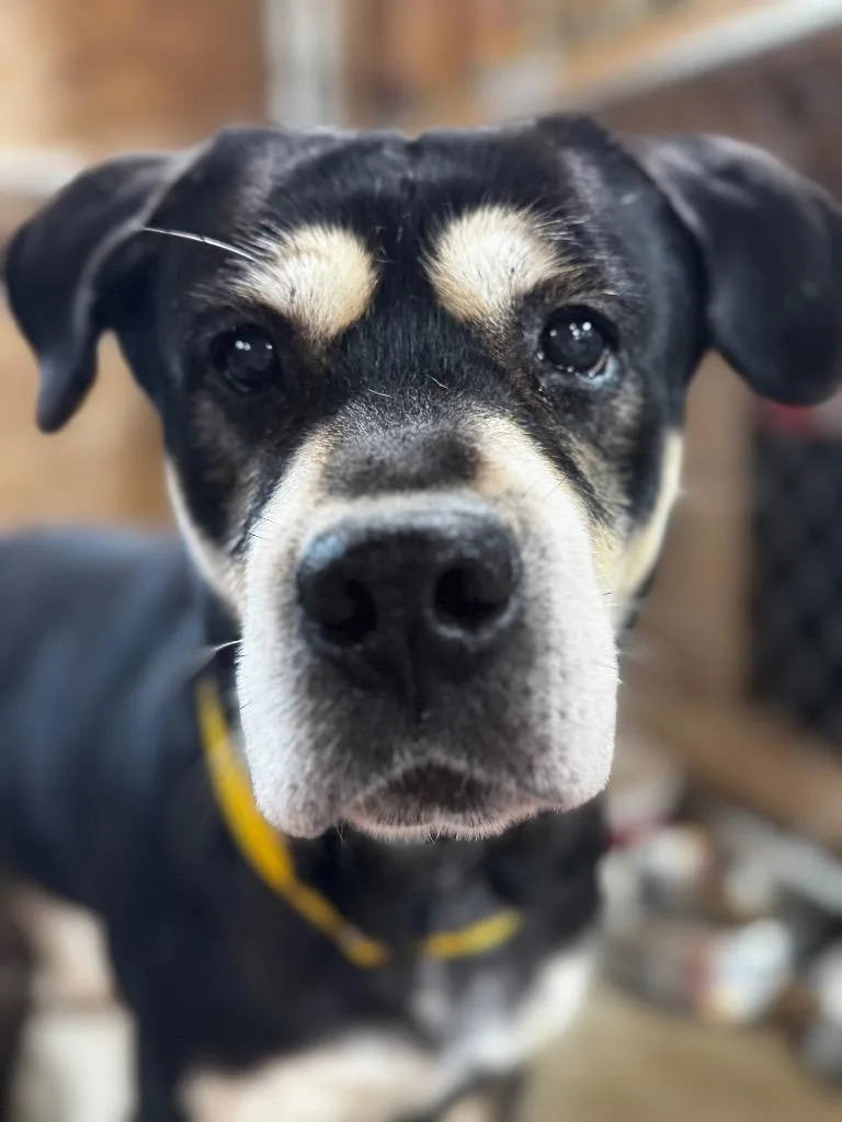 An adult large-sized male Mixed Breed dog named Dipstick for adoption in Charlotte, MI