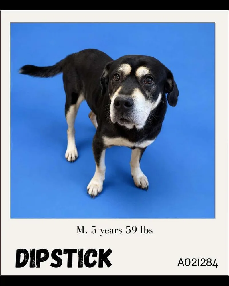 Dipstick thumbnail 3