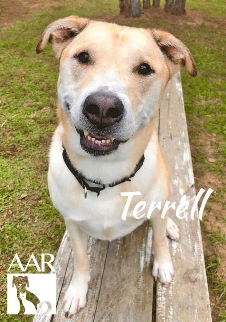 An adult large-sized male Carolina Dog dog named Terrell for adoption in Magnolia, TX